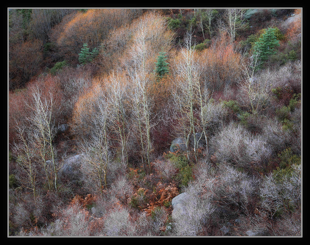 Late Autumn Tapestry