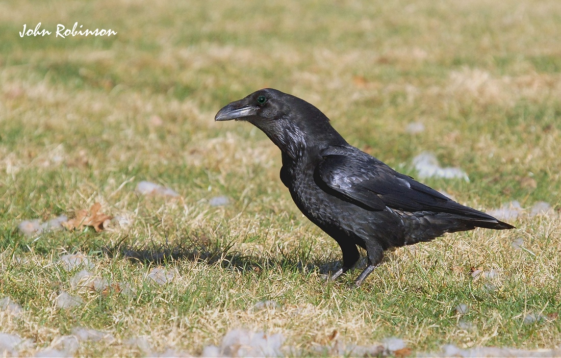 Raven