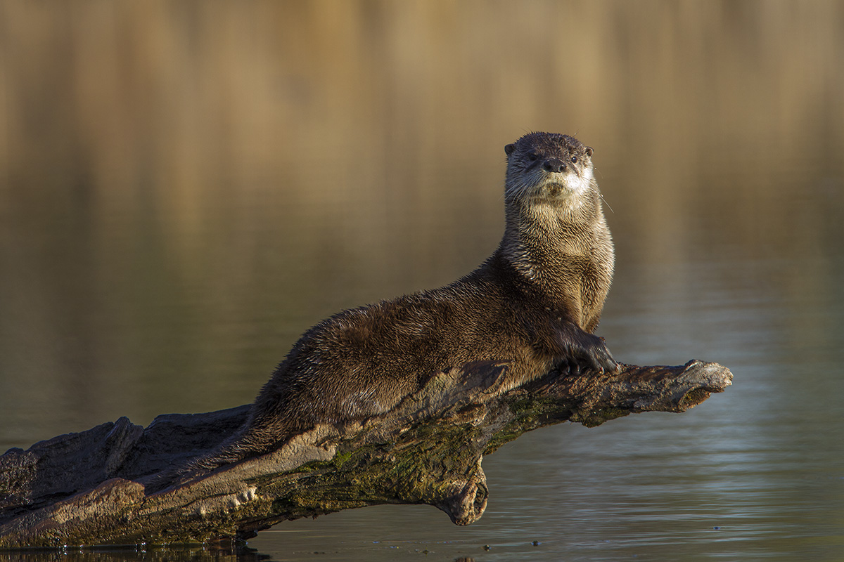 River Otter
