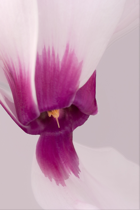 Cyclamen