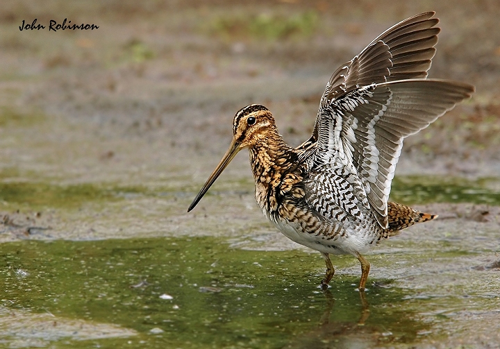 Snipe wing stretch