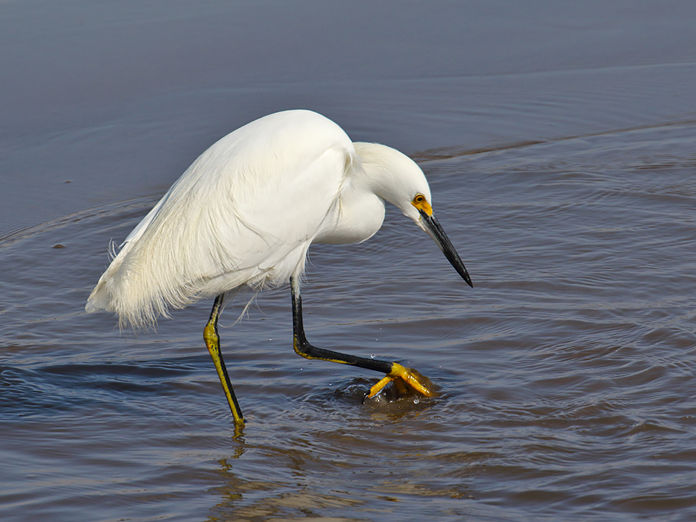 Snowy Egret "Dredging"