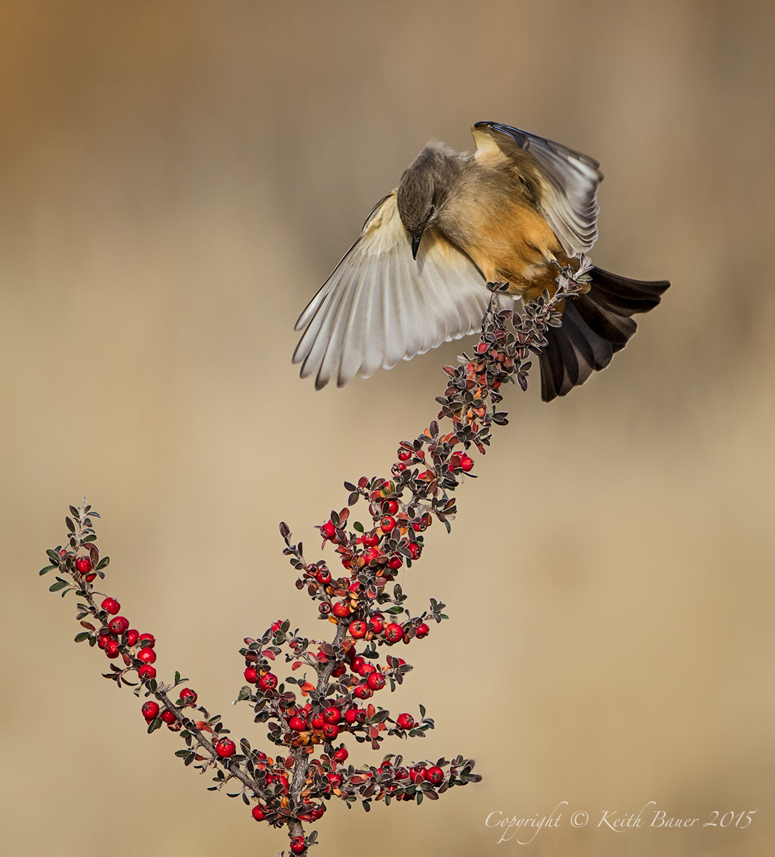 Say's Phoebe