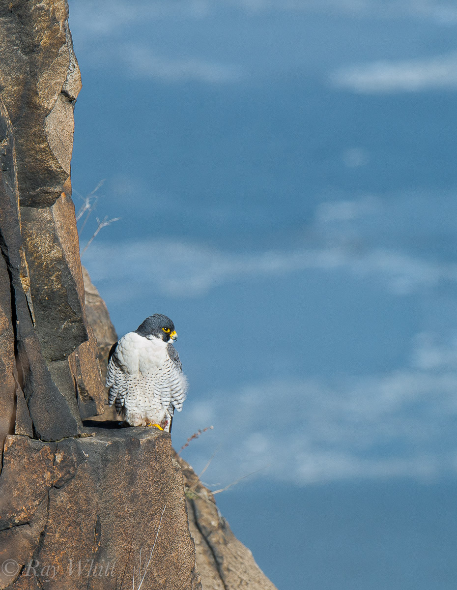 Peregrine Over Hudson