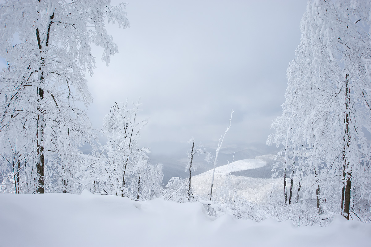 Winter Wonderland