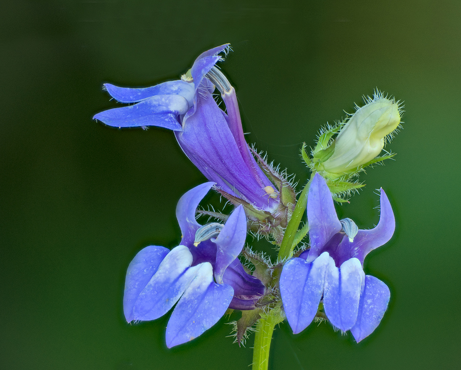 Great Blue Lobelia