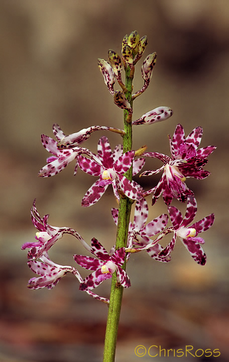 Dipodium variegatum