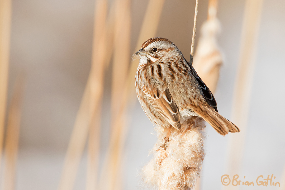 Song Sparrow