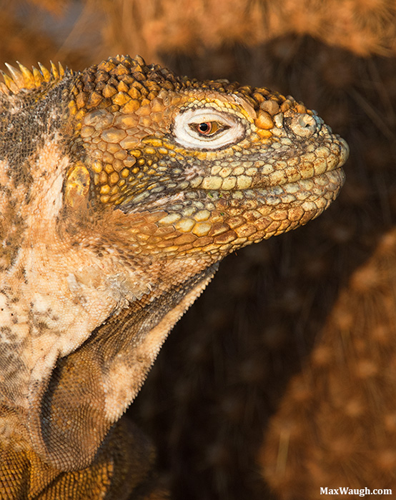 Galapagos Land Iguana
