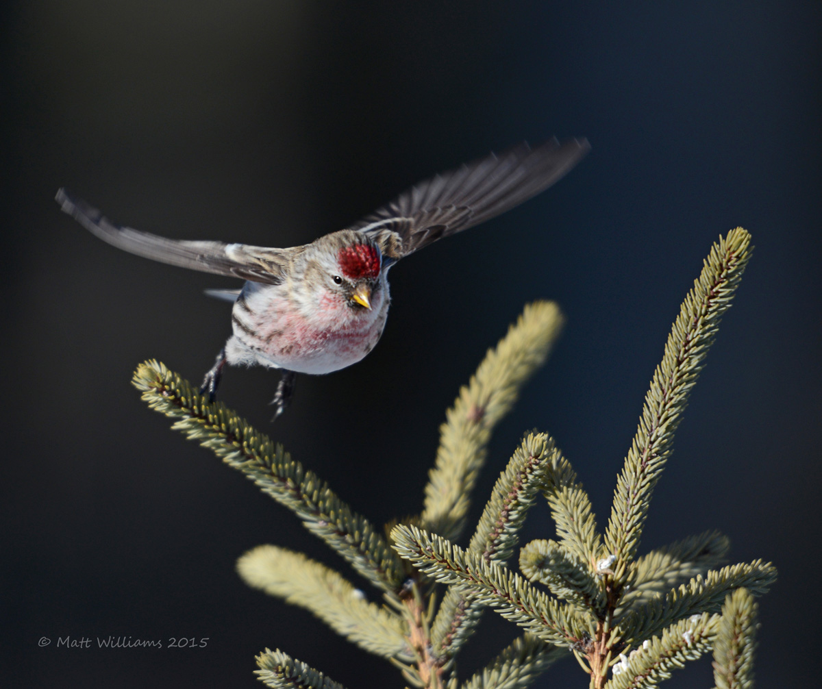 Common Redpoll REPOST