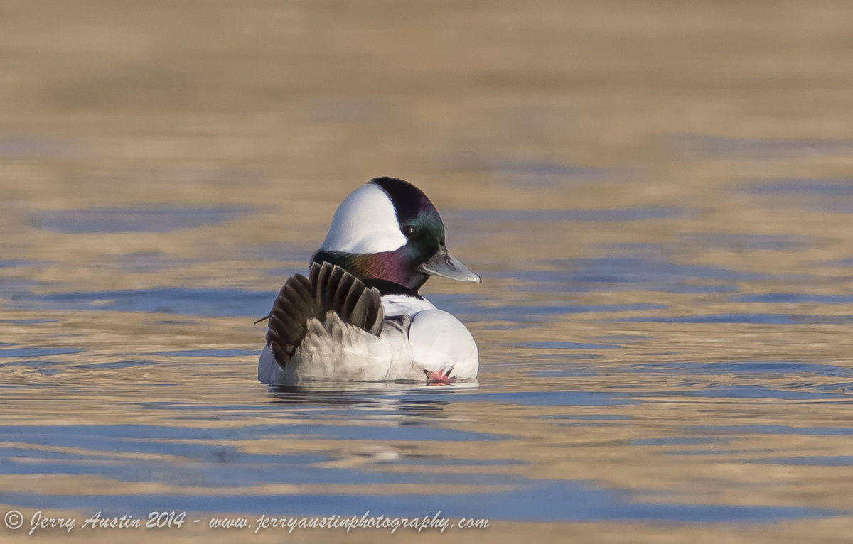 Another Bufflehead