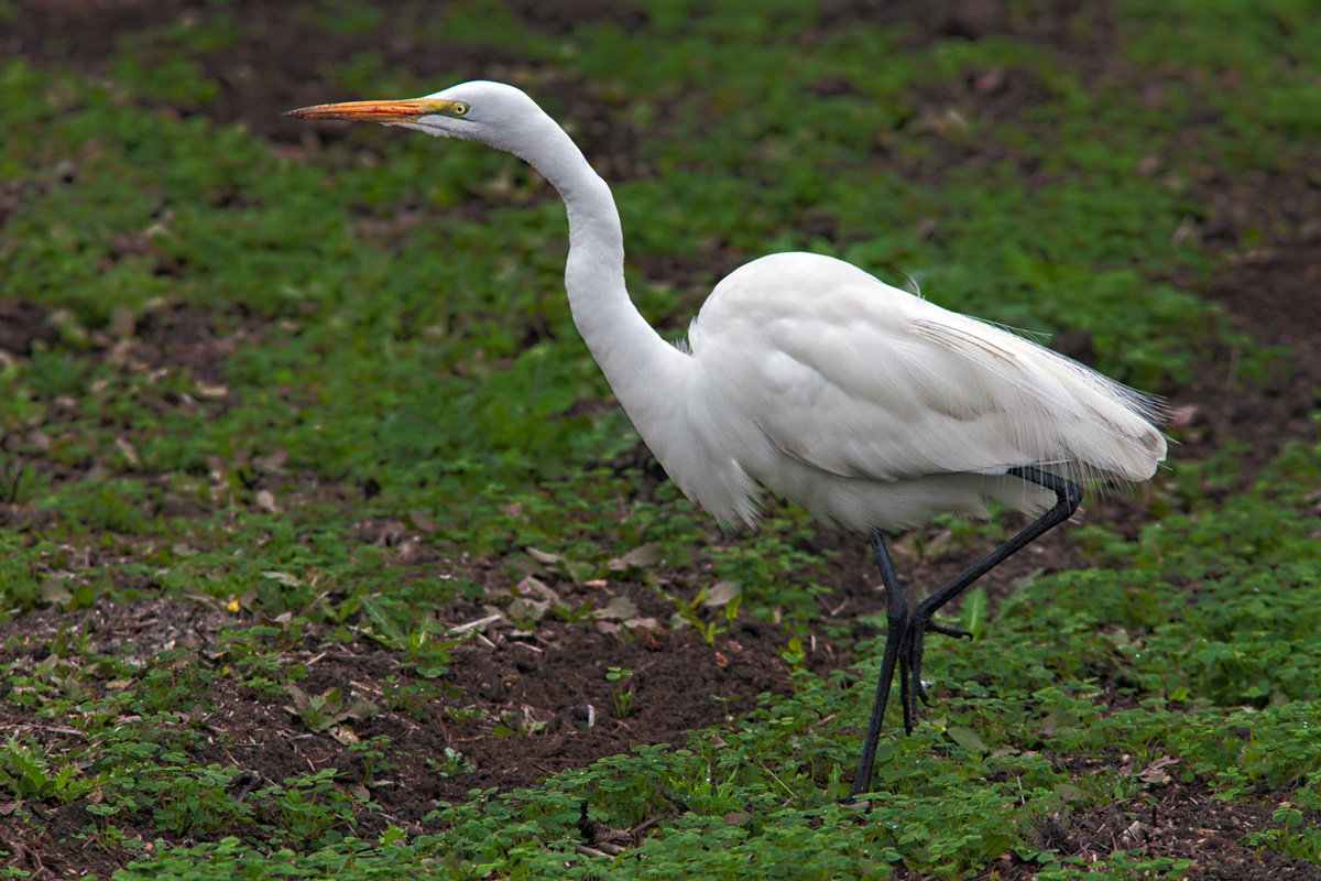 Great Egret Posing