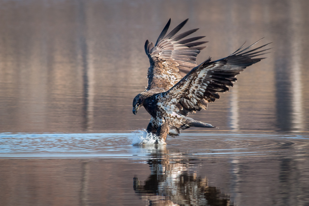 Bald Eagle Fishing