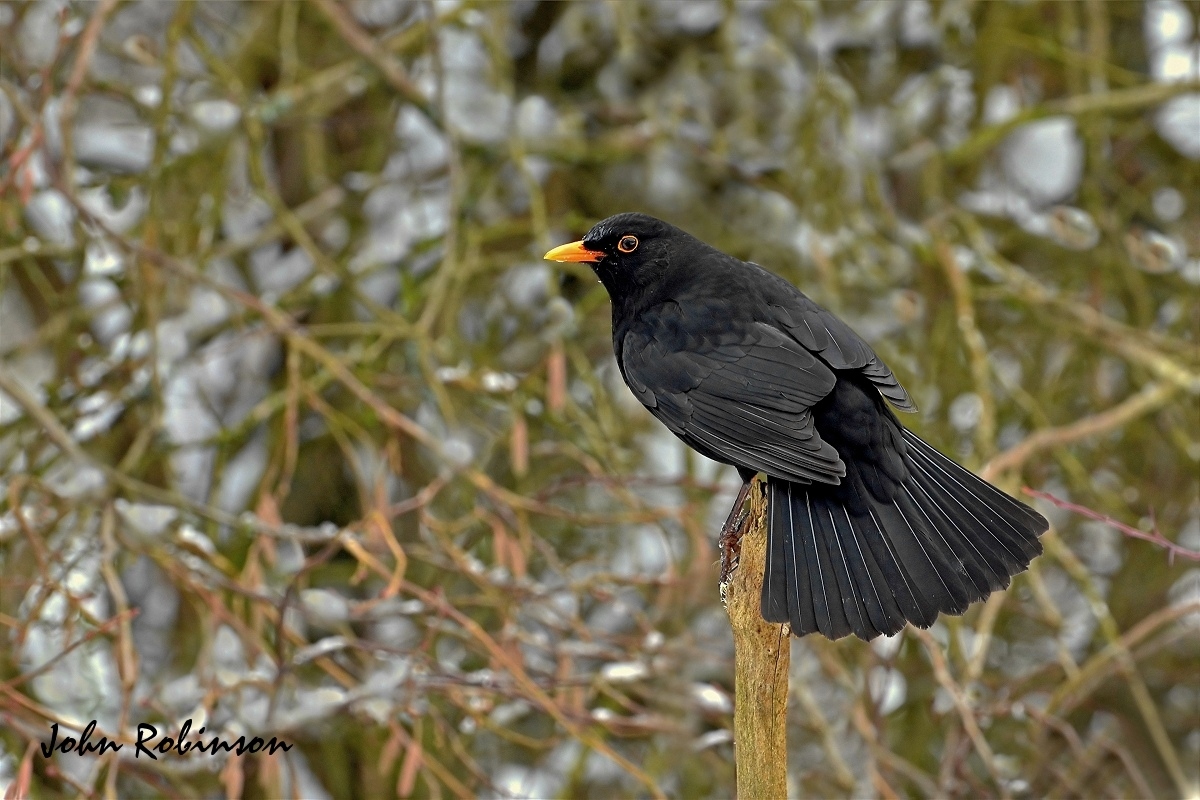 Blackbird