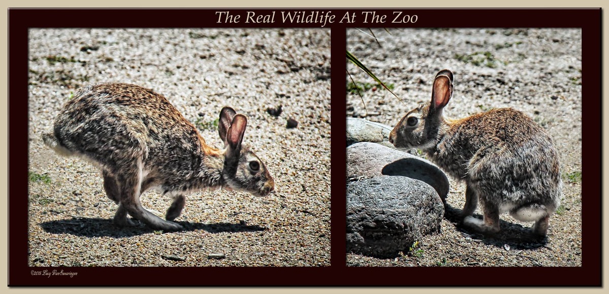 "Real" Zoo Wildlife