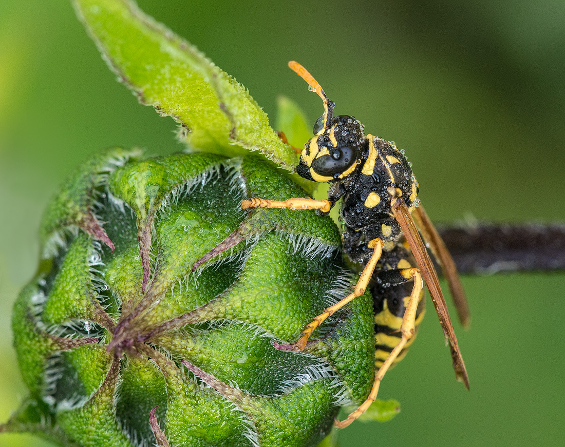 Yellow Jacket Worker