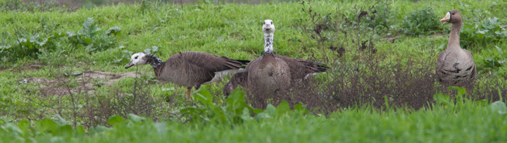 Geese Hybrid?