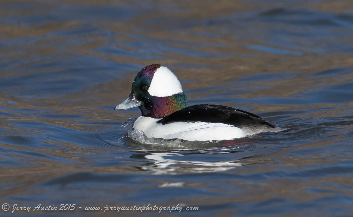 Another Bufflehead