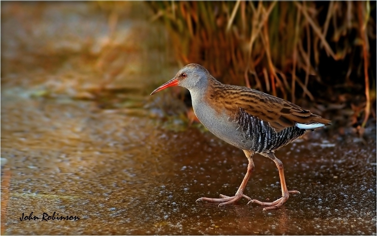 Water rail on ice