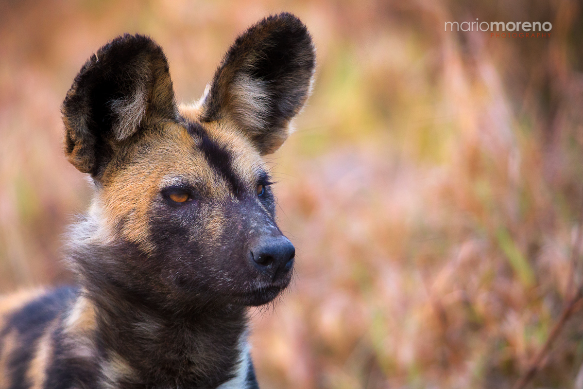 Focused Dog
