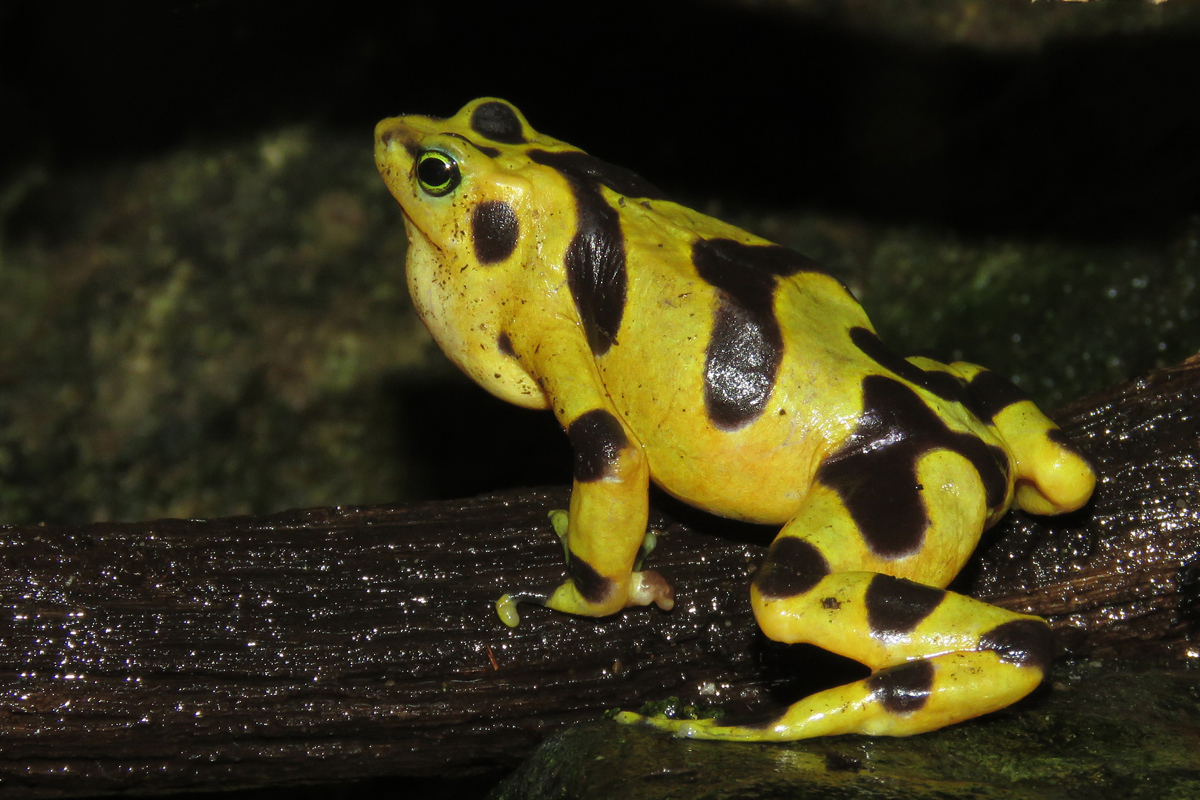 Panamian golden frog 