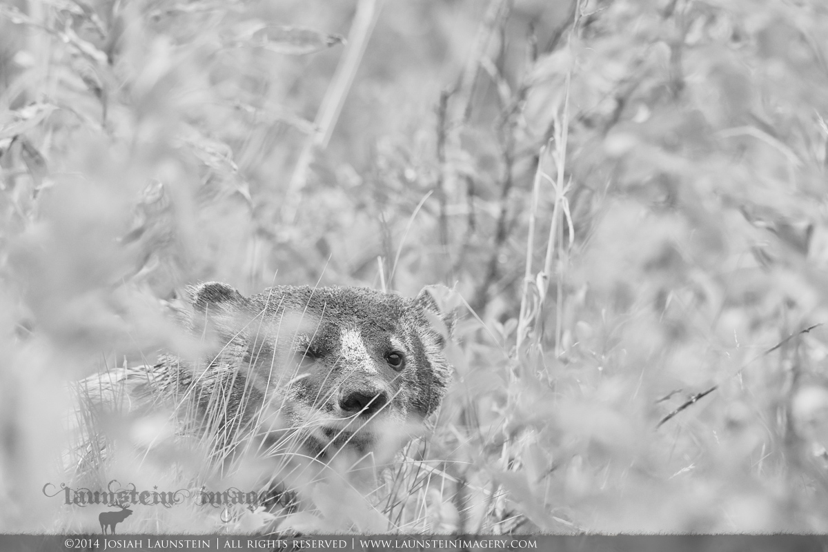 Badger on the Move