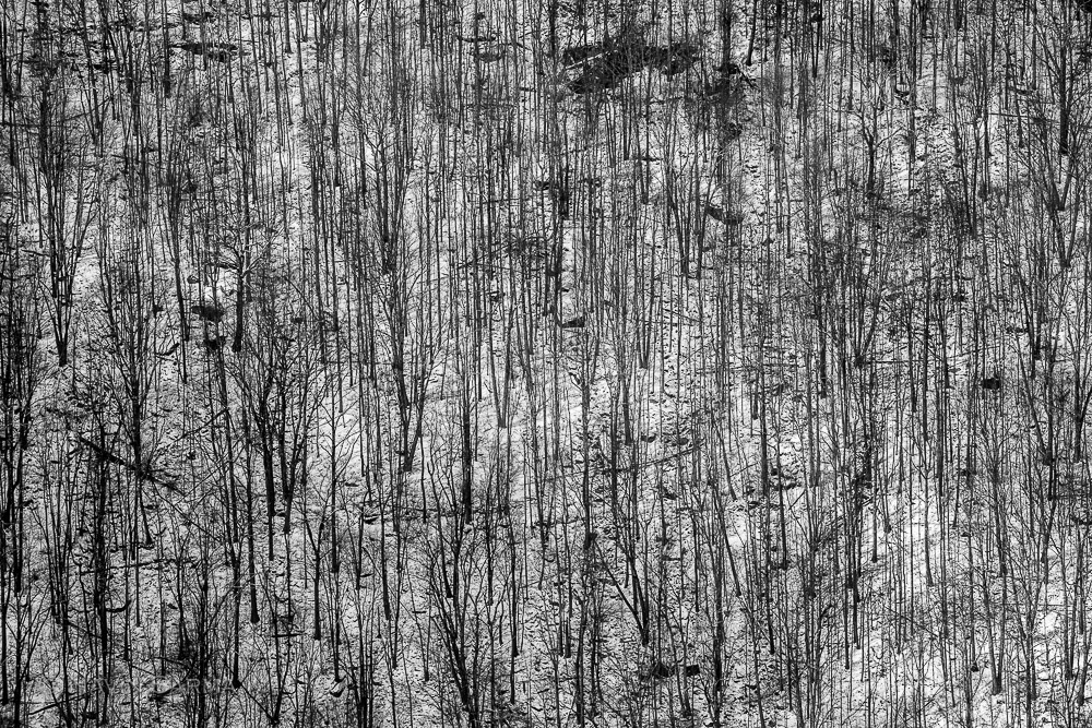 Winter Tapestry BW