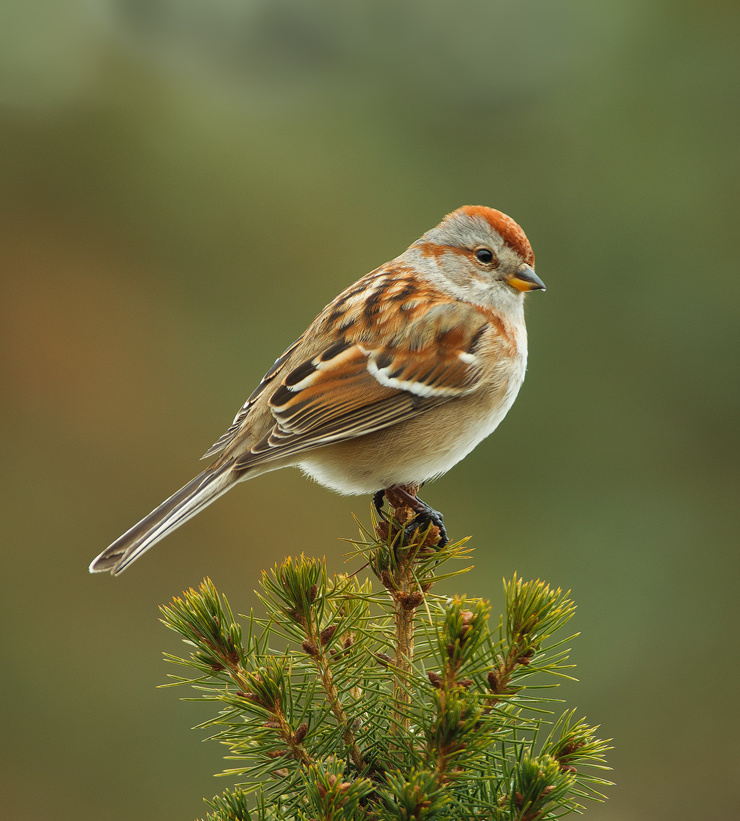 Another Tree Sparrow