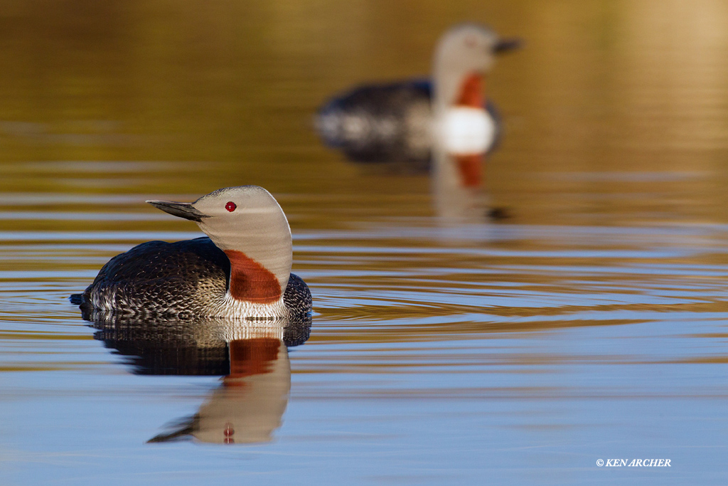 Red-throated Loons