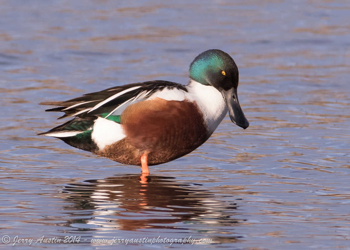 Handsome Shoveler
