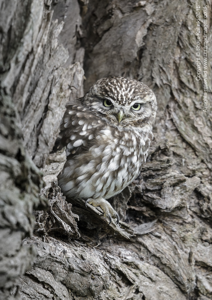 Blending in - Little owl