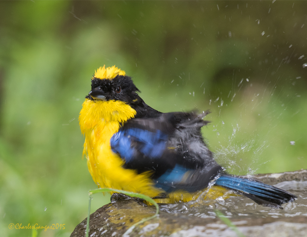 Splish-Splash