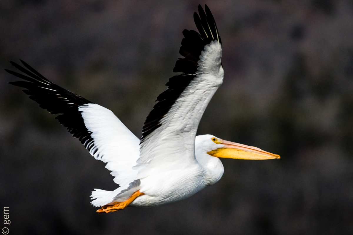 Pelican