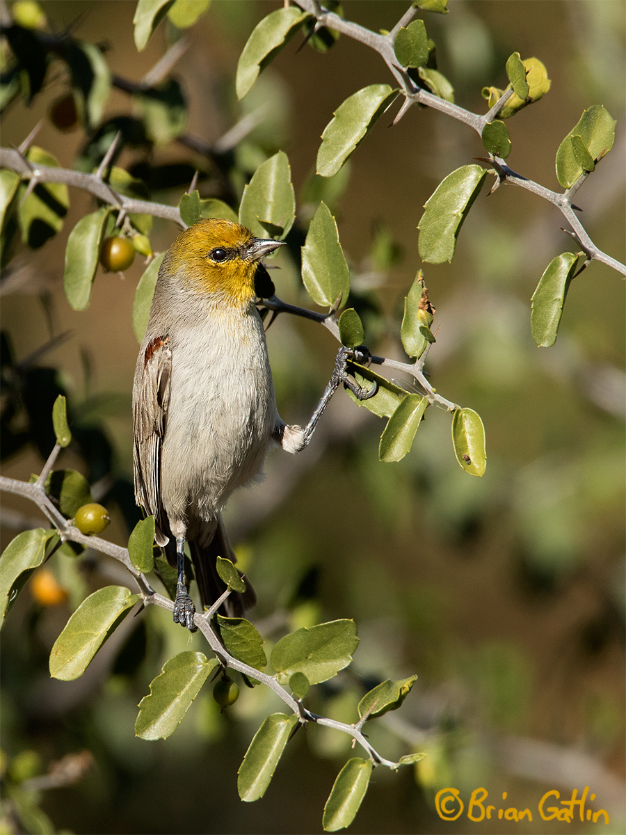 High-stepping Verdin