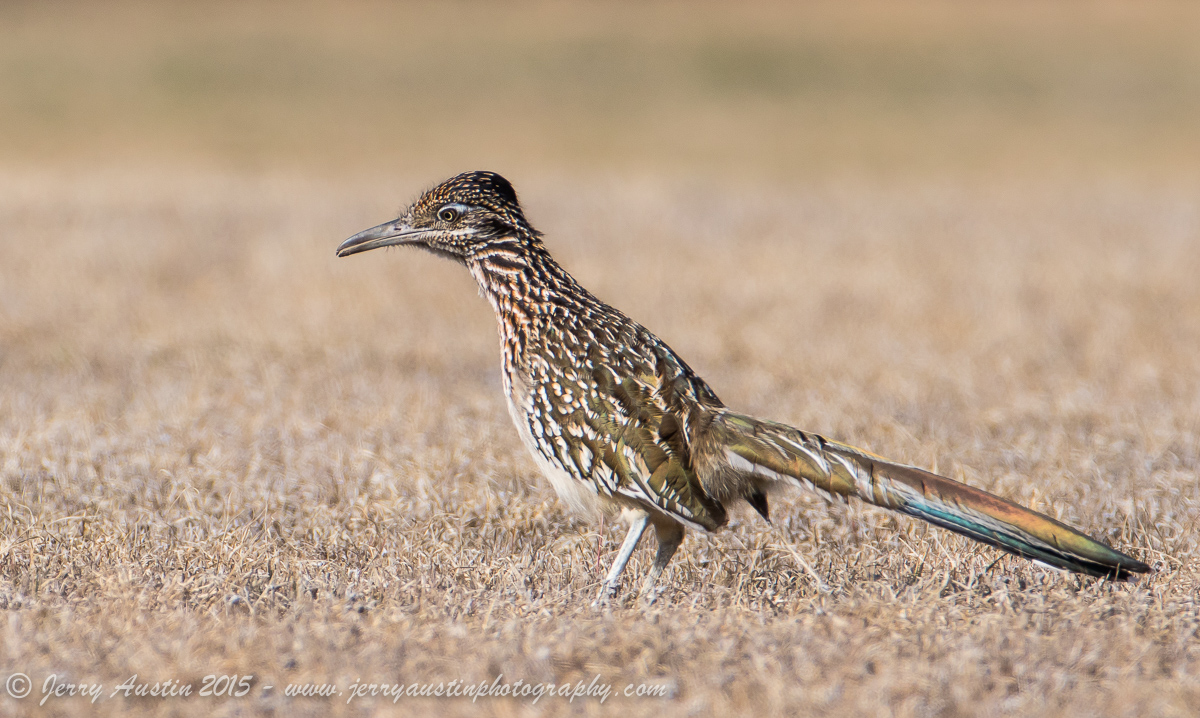 One More Roadrunner