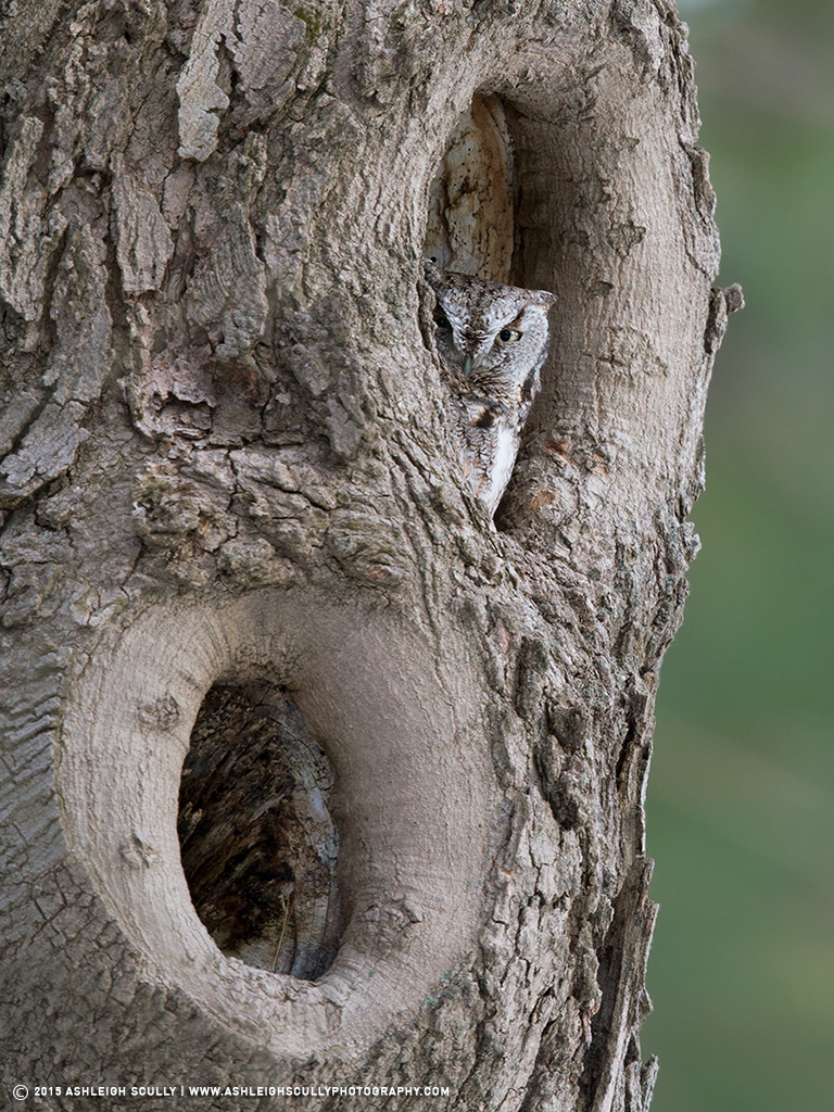 Screech Owl