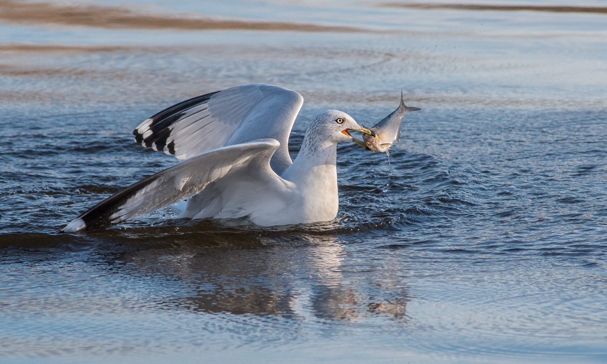 Gull With Catch