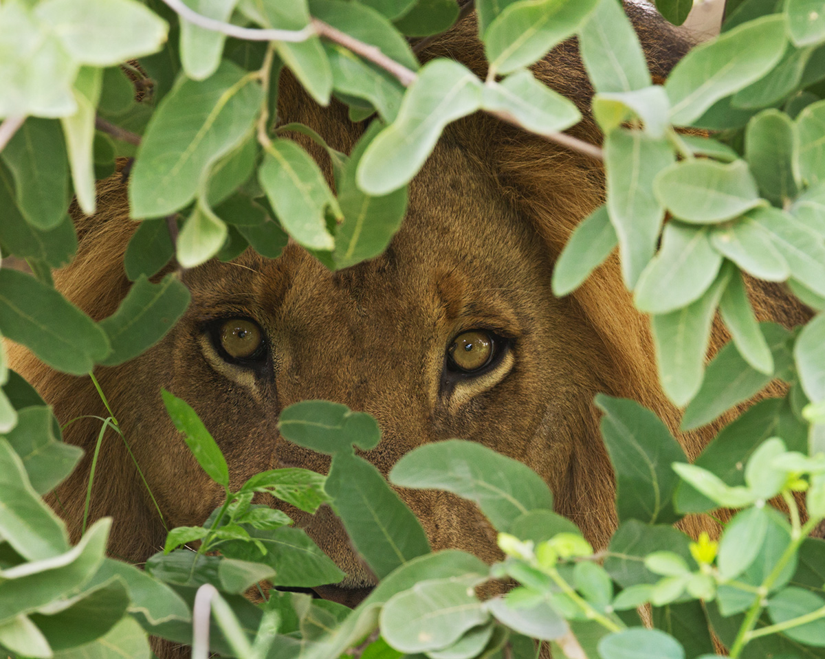 Peeking