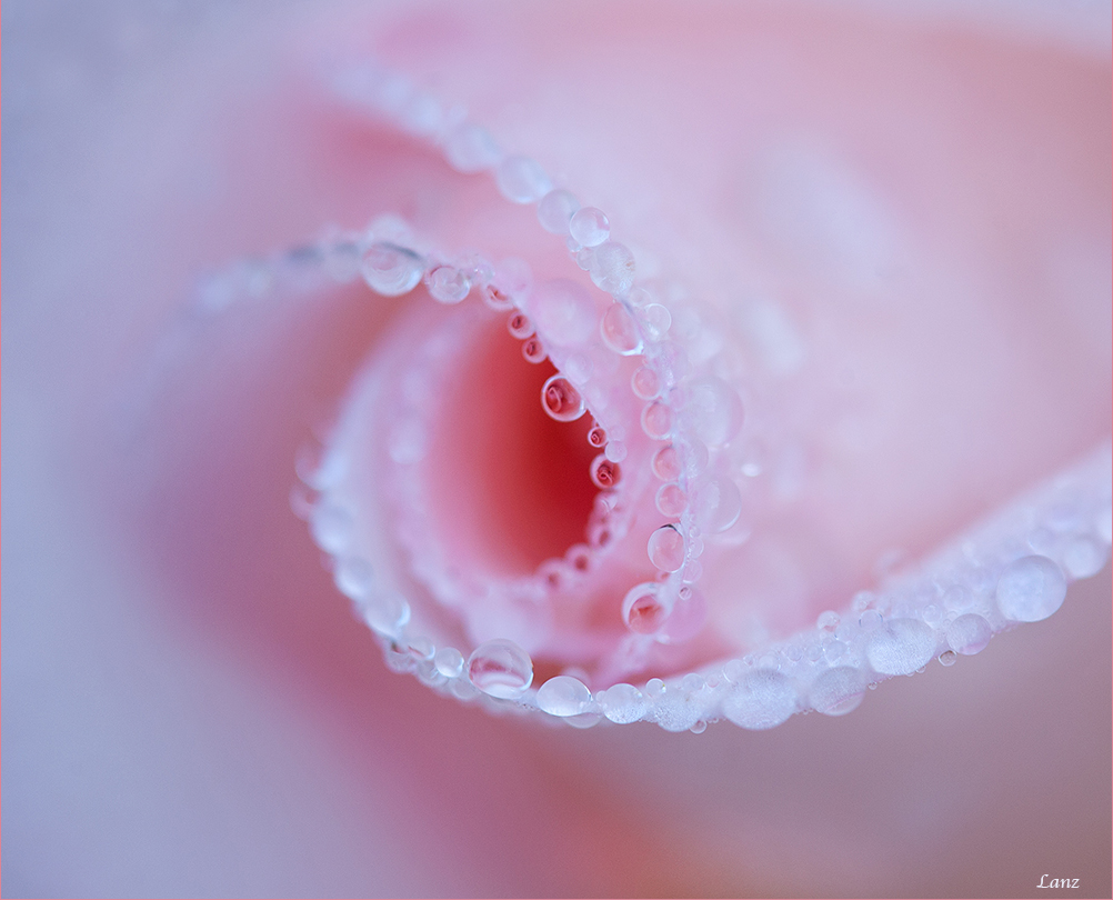 Tiny roses
