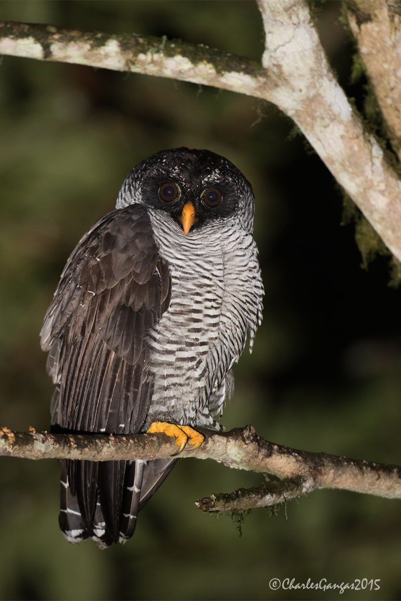 Black and White Owl