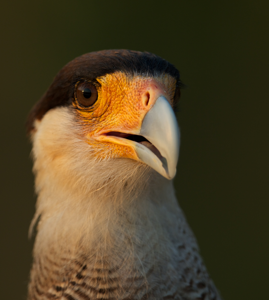 Caracara Portrait