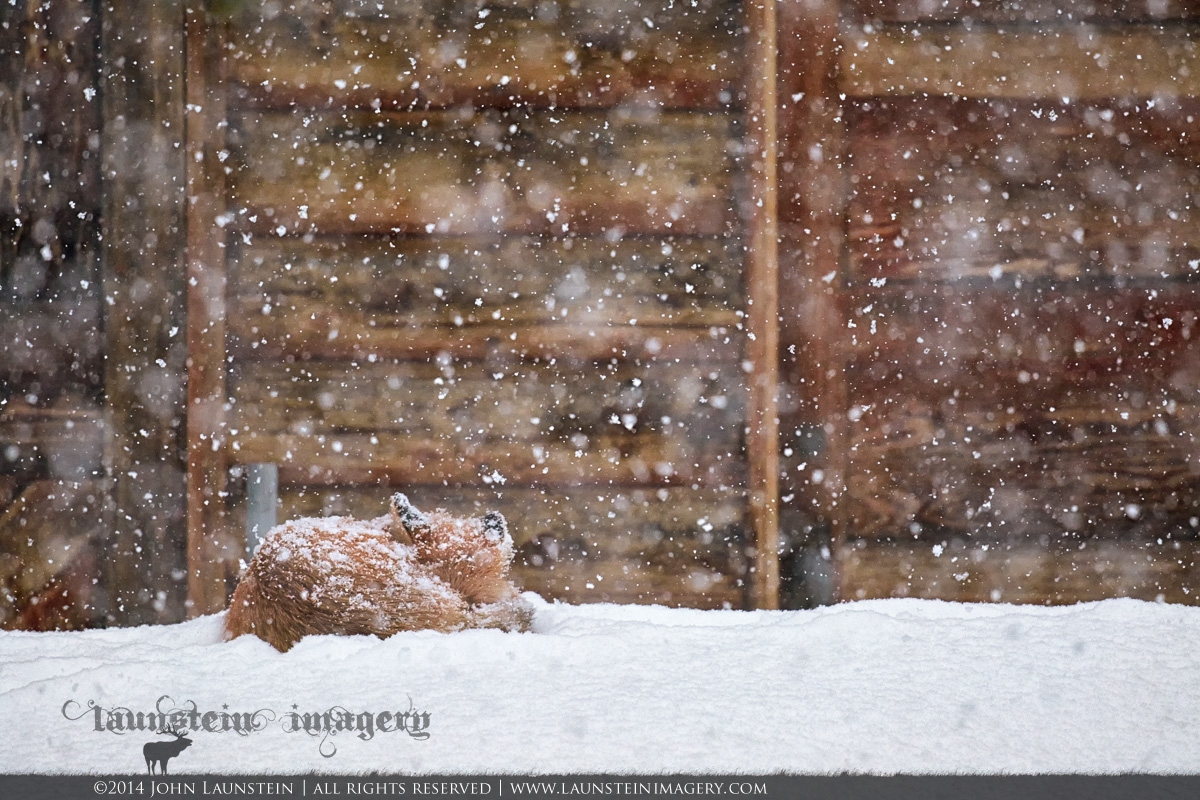Snowy Slumber