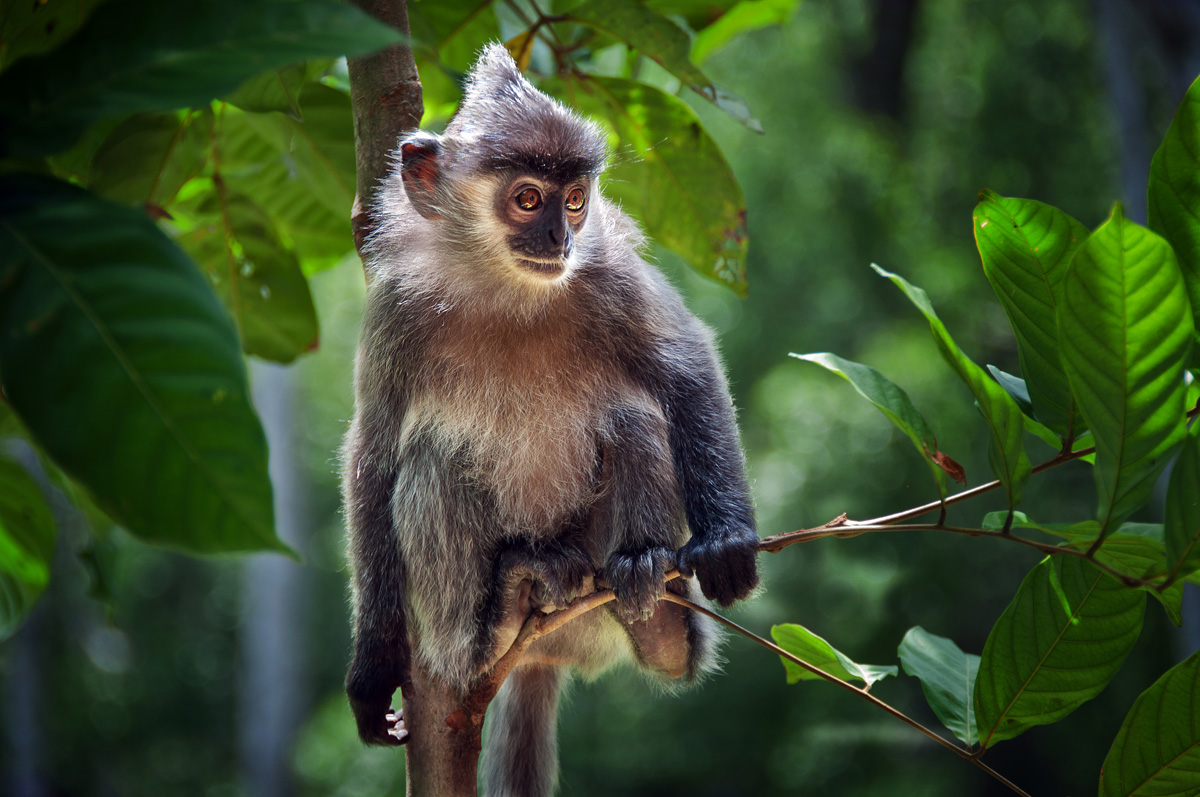 Out on a Limb
