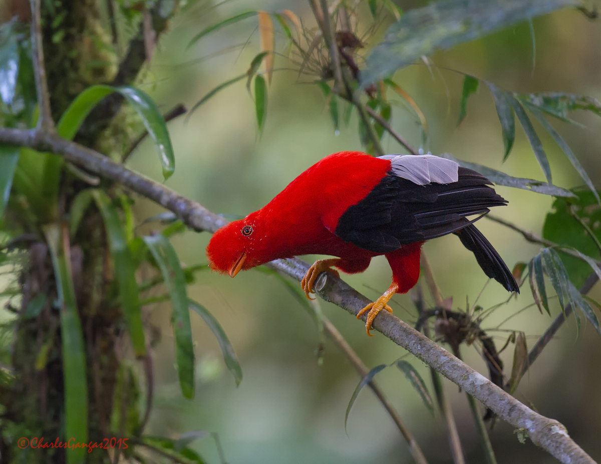 Andean Cock-of-the-rock