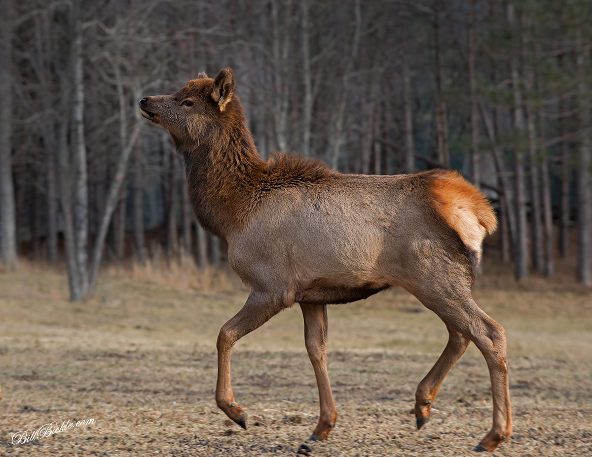 Prancer,    the Elk 