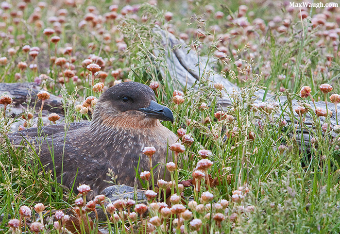 Chilean Skua