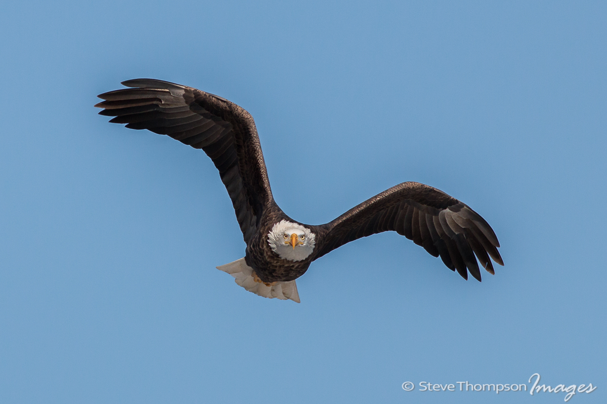 Eagle Eye