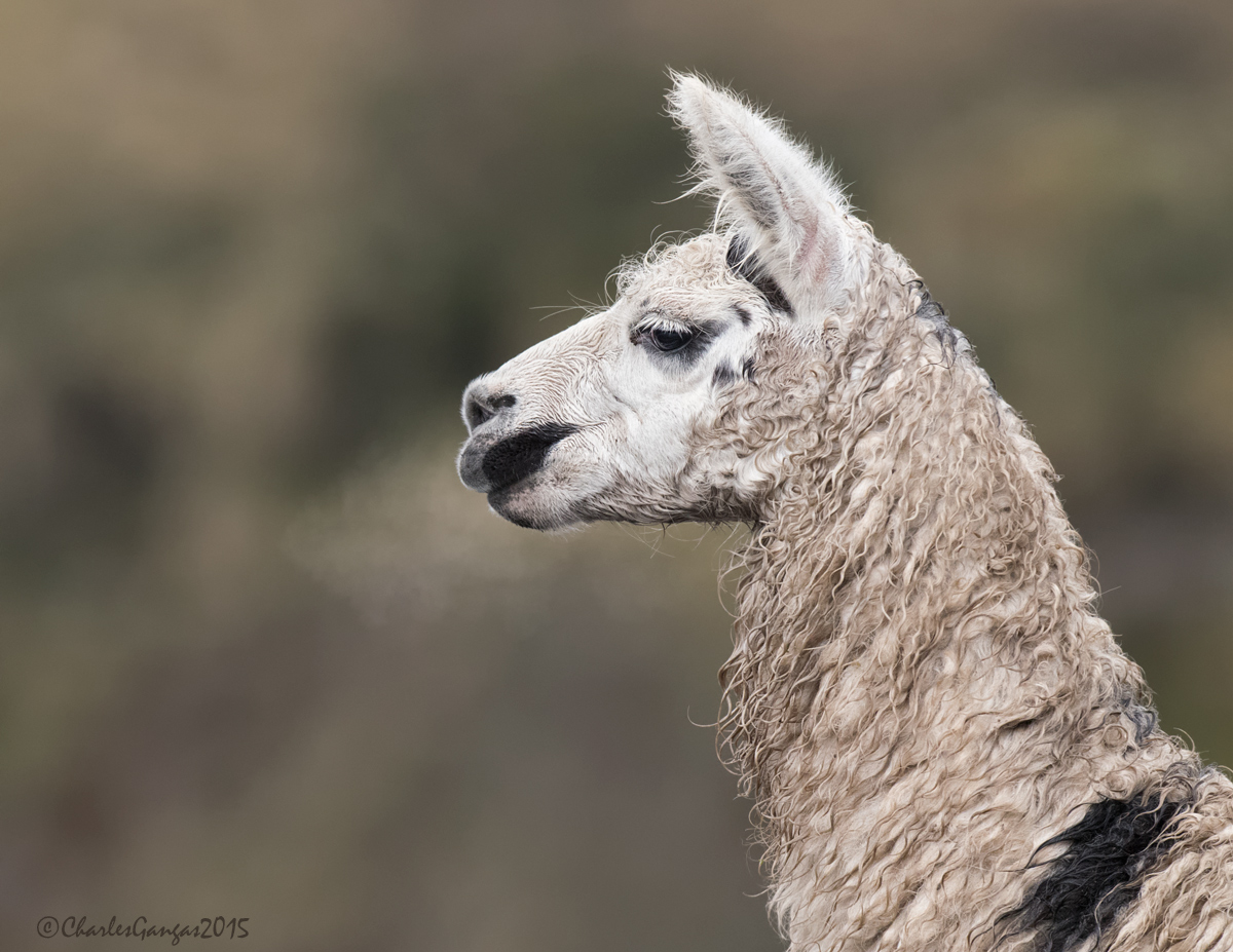 Llama @ Papallacta