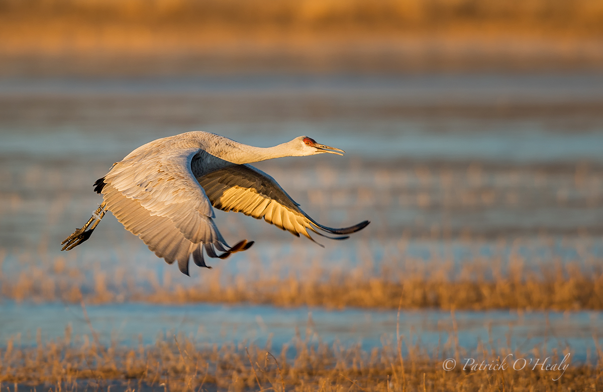 Sandhill Crane Liftoff