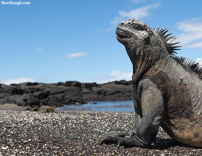 Godzilla
